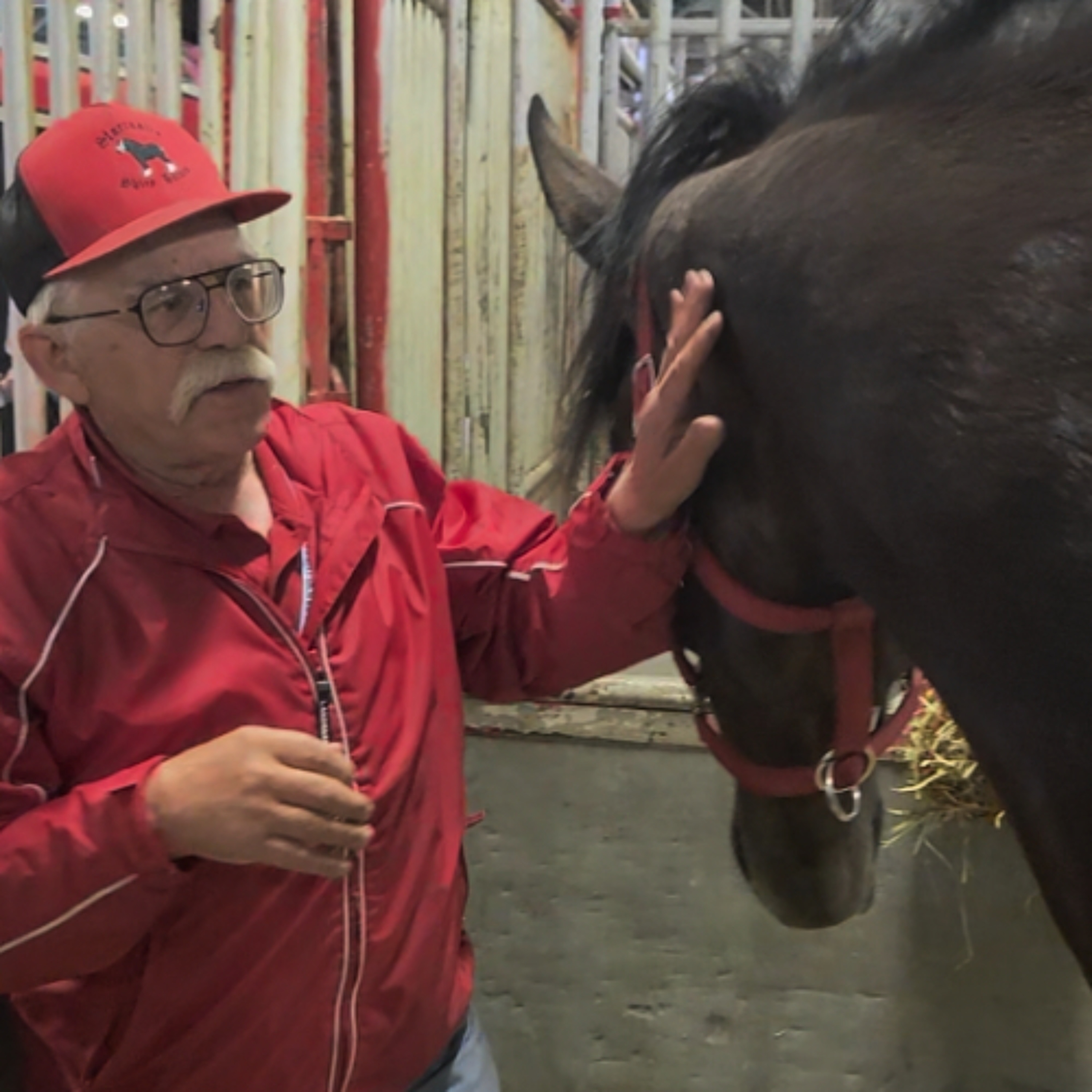 Alberta breeder helps keeps centuries-old Shire horse tradition alive episode artwork