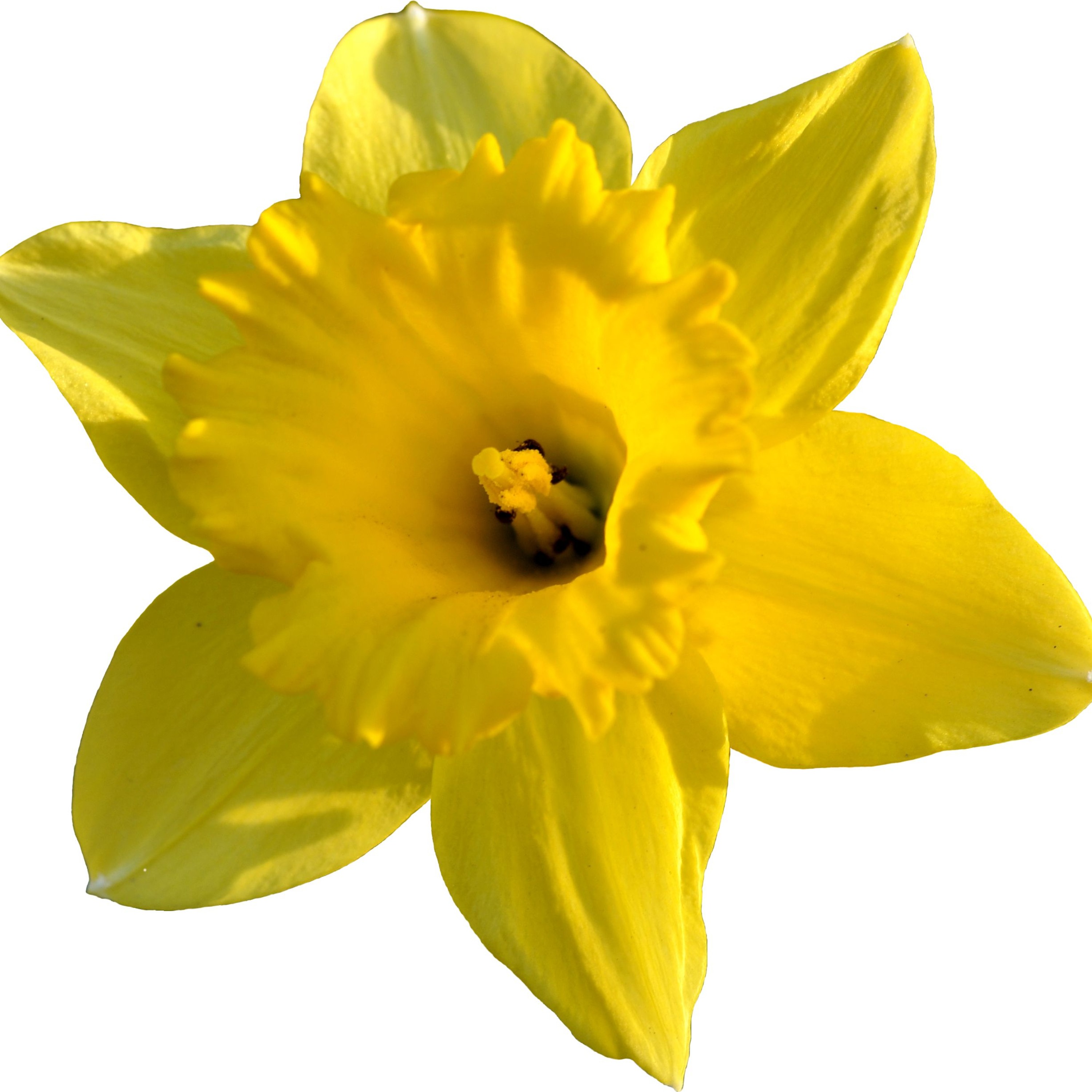 DAFFODIL (DAISY CHAIN MIX) episode artwork