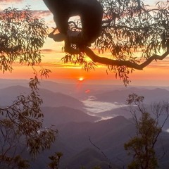 Daybreak In The Coachwood Forest, Nimboi.