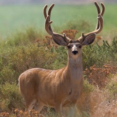 Nevada Mule Deer and Antelope Quotas and Hotspots
