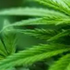 Cuban Spaceman Hustle jam-Les Equateurs