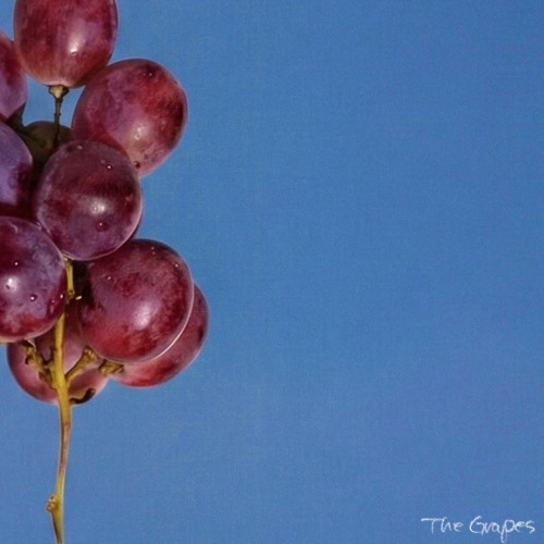 The Grapes - Summertime