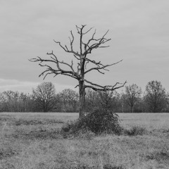 Tutto il resto è quiete