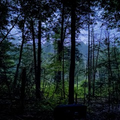 Wood Thrushes Singing At Dawn with Stream Gurgle