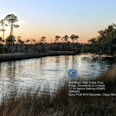 Tidal Creek's Full Moon Flow, Frogs, Shorebirds & Crickets