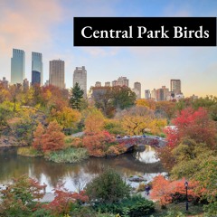 Belvedere Castle Birds