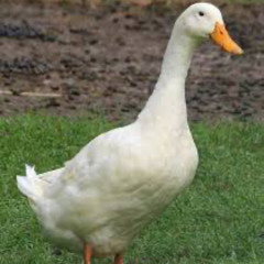 QuakDuck