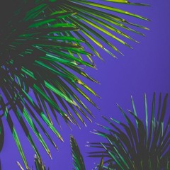 Palm Trees