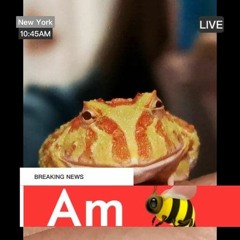 am bi