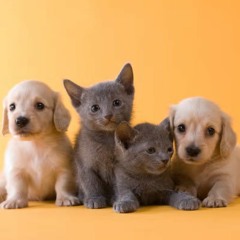 Puppies And Kittens