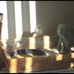 The Birds Bath