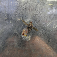 como vos, comodoro / calor humano