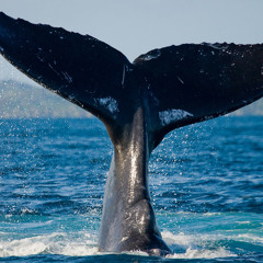고래-암호준재X수현(베이스 솔로)
