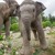 Artwork for ELEPHANTS!