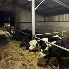 peanut butta x euro funk