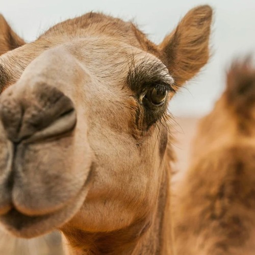 walking the camel