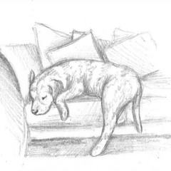 The family dog