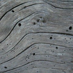 woodworm