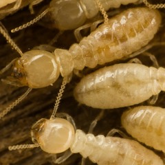 The Ultimate Guide to Termites AKA White Ants in Australia