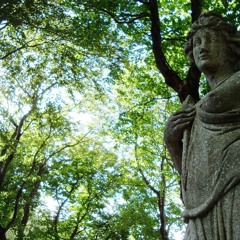 Sunlight filtering through the trees