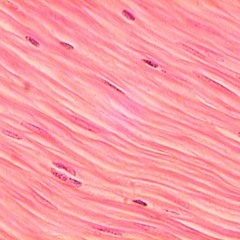 ...tessuti... (for string quartet) (2022)