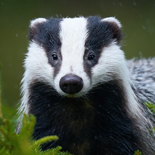 01 Willy DONKA - Badger Dj Comp