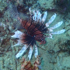 2025 03 23 MIX gimmicks techno trancoso