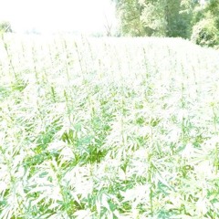 Beth le Hemp – High Electric Magnitude Pulse