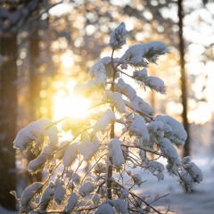 Dreams of sunlight