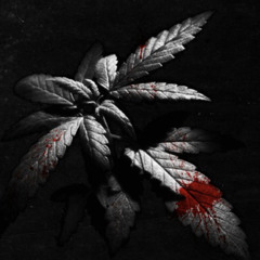 Ebk187 x LG hyatt-Blood on the leaves