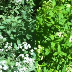 morning tea after a spooky dream mix