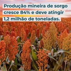 Produção mineira de sorgo cresce 84% e deve atingir 1,2 milhão de toneladas