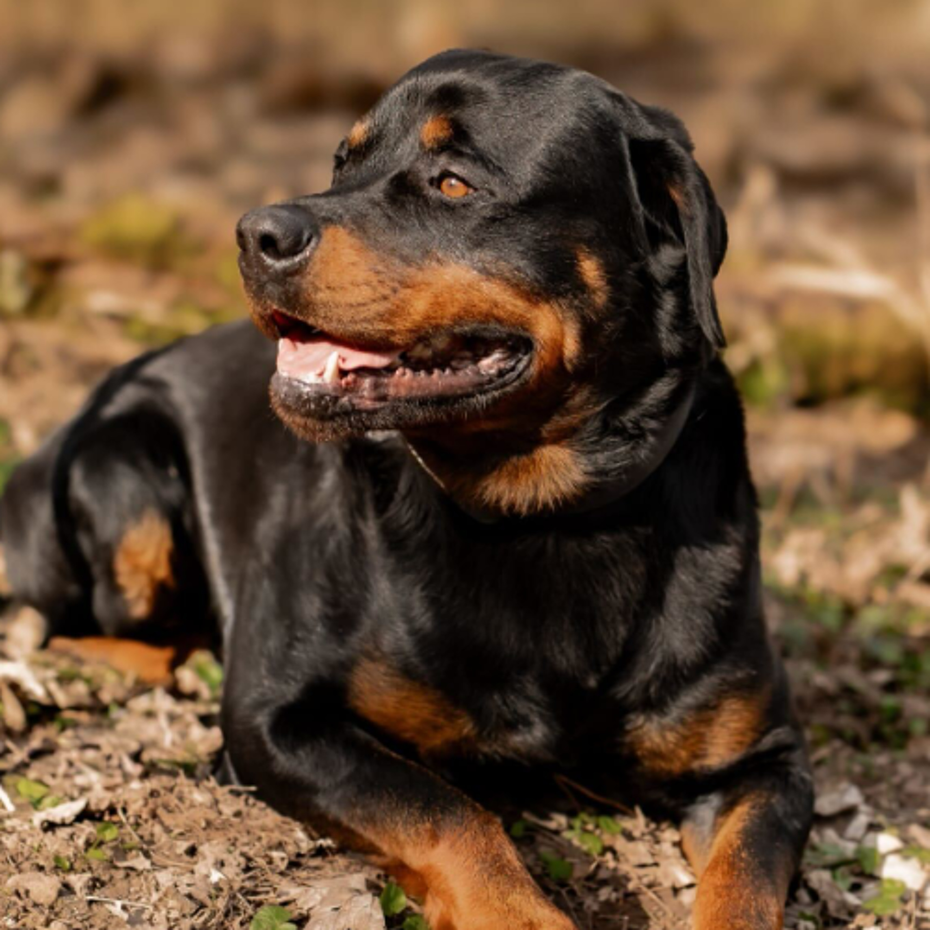 Körbchen gesucht vom 15.04.2026 - Hund Carlos episode artwork