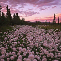 dandelion ft. ellis [drill]