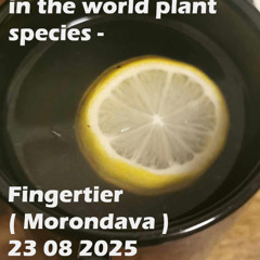 Paul Zentos Podcast 1203 @ These countries offer some of the richest and most diverse wildlife in the world plant species - Fingertier ( Morondava ) 23 08 2025