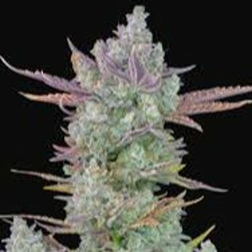 HammerTramaTraumaSound