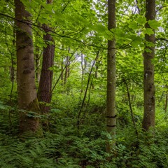 19 May 2024: Dawn chorus in a forest in Midlothian, Scotland (2 hours long)