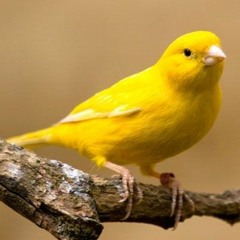 Canary Bird  - اقوى تغريد كناري للتسميع و تهييج الانات للتزاوج صوت رقم 2