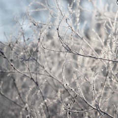 Waiting Out The Winter