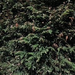 megrim (80)