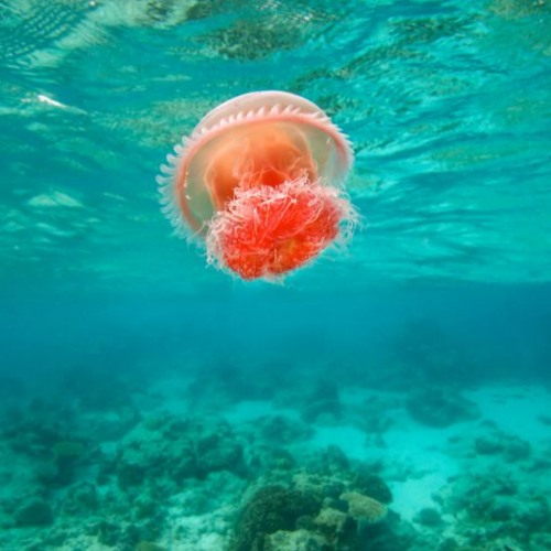 Barbados Iniciativa De Formació Per A La Construcció De Barbados background mode DOWNLOAD