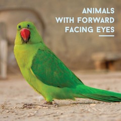 や　　　　　ば