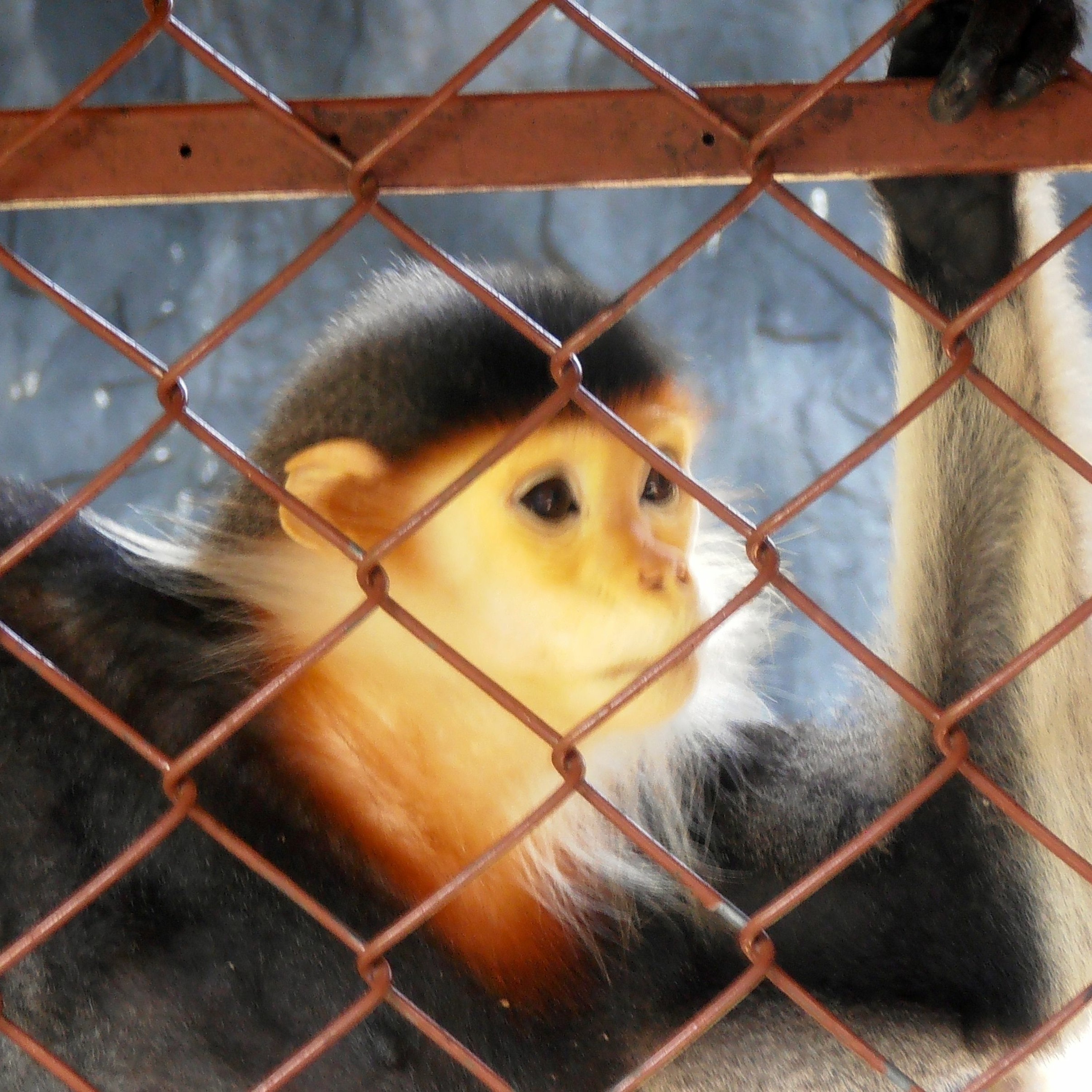 manousos