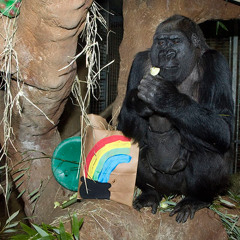 St Pattys at Never Have I Ever (Zilla House Set)