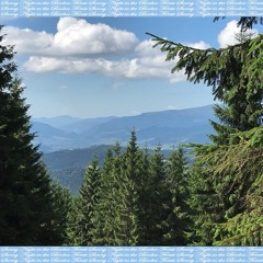 Sunny Night in the Booboo Forest