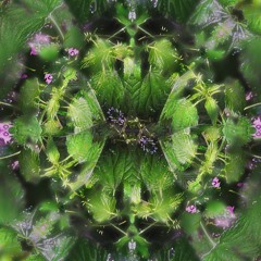 Moss (Beware the noise)