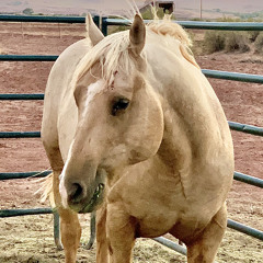 Horse song peyote.m4a