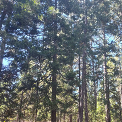 2025-06-29 The Kids Are All Electric