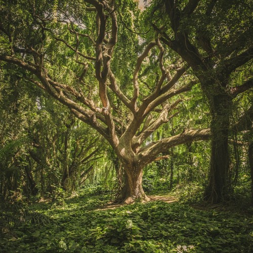 Comfort Tree | Official demo of Pianoforte by Audiobrewers