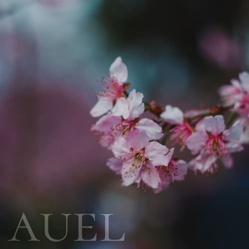 AUEL - Sakura